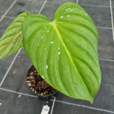 #138 Philodendron Pastazanum x Gloriosum