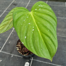 Load image into Gallery viewer, #138 Philodendron Pastazanum x Gloriosum