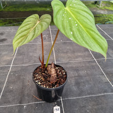Load image into Gallery viewer, #138 Philodendron Pastazanum x Gloriosum