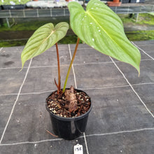 Load image into Gallery viewer, #138 Philodendron Pastazanum x Gloriosum