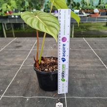 Load image into Gallery viewer, #138 Philodendron Pastazanum x Gloriosum