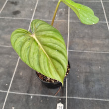 Load image into Gallery viewer, #138 Philodendron Pastazanum x Gloriosum