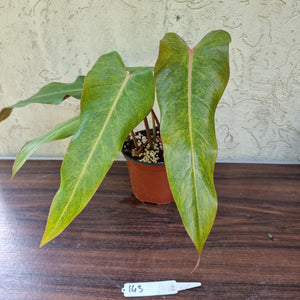 #143 Philodendron Autumn Queen