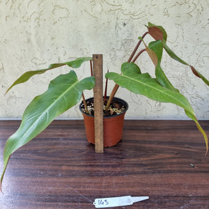 #143 Philodendron Autumn Queen