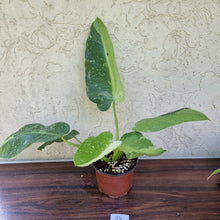Load image into Gallery viewer, #84 Large Non TC Philodendron Jose Buono