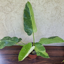 Load image into Gallery viewer, #84 Large Non TC Philodendron Jose Buono