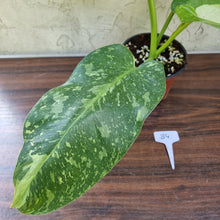 Load image into Gallery viewer, #84 Large Non TC Philodendron Jose Buono