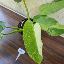 Load image into Gallery viewer, #84 Large Non TC Philodendron Jose Buono