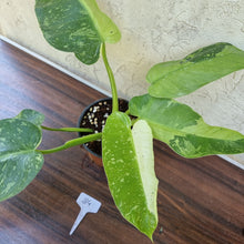 Load image into Gallery viewer, #84 Large Non TC Philodendron Jose Buono