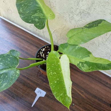 #84 Large Non TC Philodendron Jose Buono