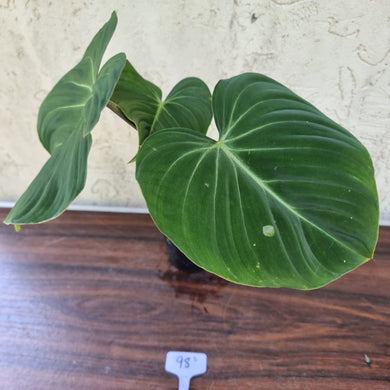 #98 Philodendron Gloriosum