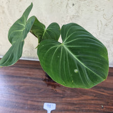 Load image into Gallery viewer, #98 Philodendron Gloriosum