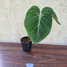 Load image into Gallery viewer, #98 Philodendron Gloriosum