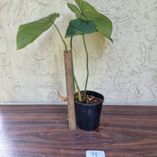 Load image into Gallery viewer, #98 Philodendron Gloriosum
