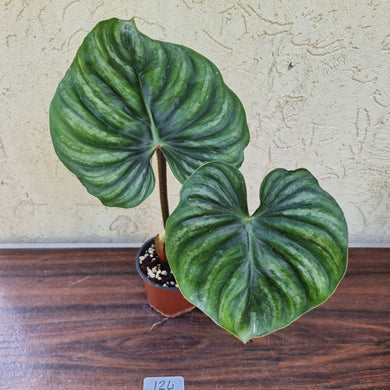 #124 Philodendron Plowmanii - Round Form