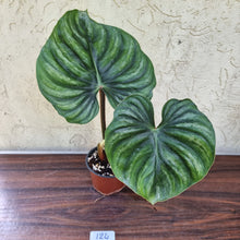 Load image into Gallery viewer, #124 Philodendron Plowmanii - Round Form