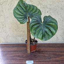 Load image into Gallery viewer, #124 Philodendron Plowmanii - Round Form