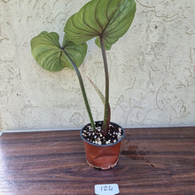 Load image into Gallery viewer, #124 Philodendron Plowmanii - Round Form
