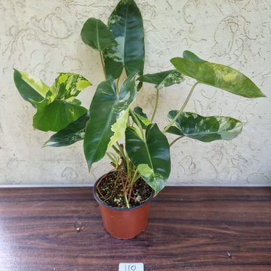 #110 Large Variegated Philodendron Burle Marx