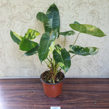 Load image into Gallery viewer, #110 Large Variegated Philodendron Burle Marx