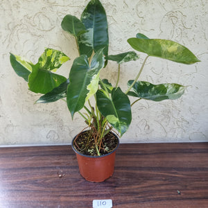 #110 Large Variegated Philodendron Burle Marx