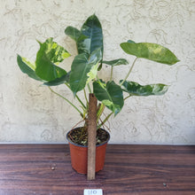 Load image into Gallery viewer, #110 Large Variegated Philodendron Burle Marx