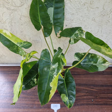 Load image into Gallery viewer, #110 Large Variegated Philodendron Burle Marx