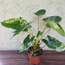 Load image into Gallery viewer, #110 Large Variegated Philodendron Burle Marx