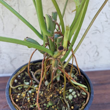 Load image into Gallery viewer, #110 Large Variegated Philodendron Burle Marx