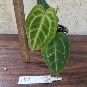 #152 Flowering Anthurium Crystallinum x Forgetii