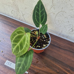 #152 Flowering Anthurium Crystallinum x Forgetii