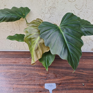 #70 Philodendron Corsinianum / 'Bronze Shield'