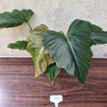 Load image into Gallery viewer, #70 Philodendron Corsinianum / &#39;Bronze Shield&#39;