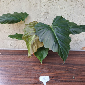 #70 Philodendron Corsinianum / 'Bronze Shield'