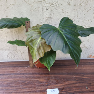 #70 Philodendron Corsinianum / 'Bronze Shield'