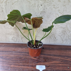 #70 Philodendron Corsinianum / 'Bronze Shield'