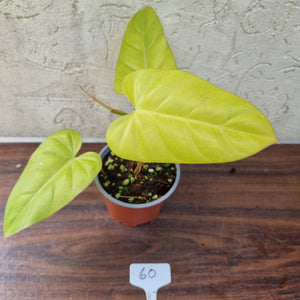 #60 Philodendron Golden Erubescens