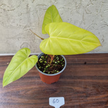 Load image into Gallery viewer, #60 Philodendron Golden Erubescens