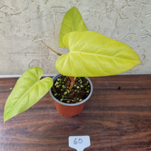 #60 Philodendron Golden Erubescens