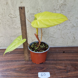 #60 Philodendron Golden Erubescens