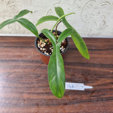 Load image into Gallery viewer, #146 Philodendron 69686 - &#39;Big Ears&#39;