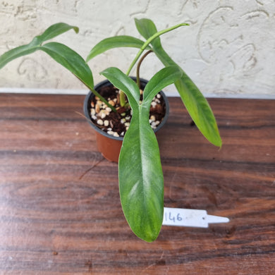 #146 Philodendron 69686 - 'Big Ears'
