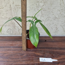 Load image into Gallery viewer, #146 Philodendron 69686 - &#39;Big Ears&#39;