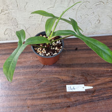 Load image into Gallery viewer, #146 Philodendron 69686 - &#39;Big Ears&#39;