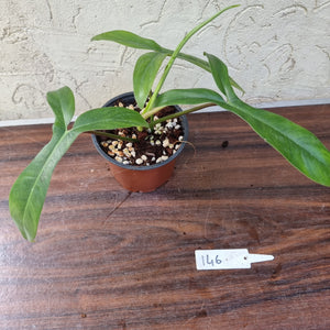 #146 Philodendron 69686 - 'Big Ears'