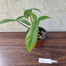 Load image into Gallery viewer, #146 Philodendron 69686 - &#39;Big Ears&#39;