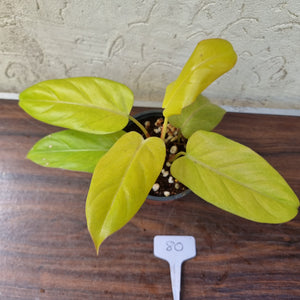 #80 Philodendron Golden Erubescens