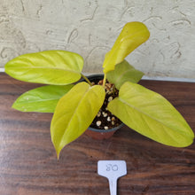 Load image into Gallery viewer, #80 Philodendron Golden Erubescens