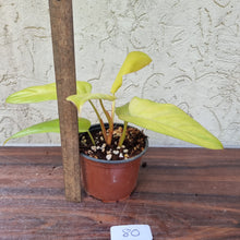 Load image into Gallery viewer, #80 Philodendron Golden Erubescens