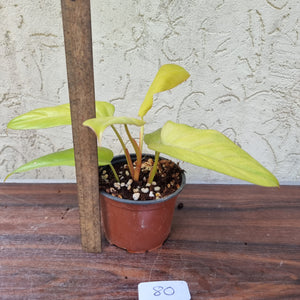 #80 Philodendron Golden Erubescens